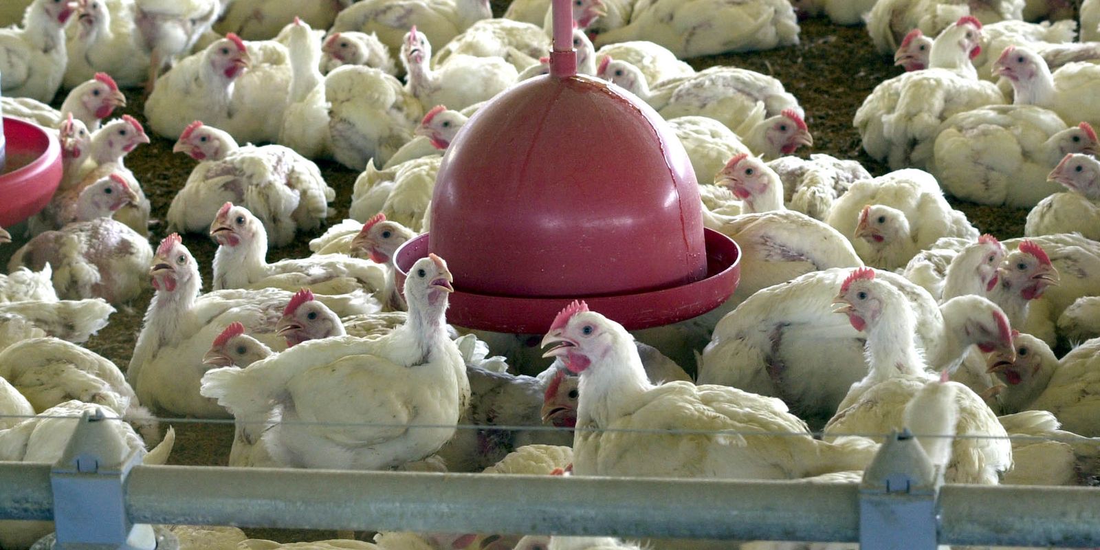 tarifas-entre-eua-e-china-podem-ampliar-exportacoes-brasileiras