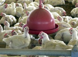 tarifas-entre-eua-e-china-podem-ampliar-exportacoes-brasileiras